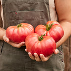 Brandy Boy Tomato