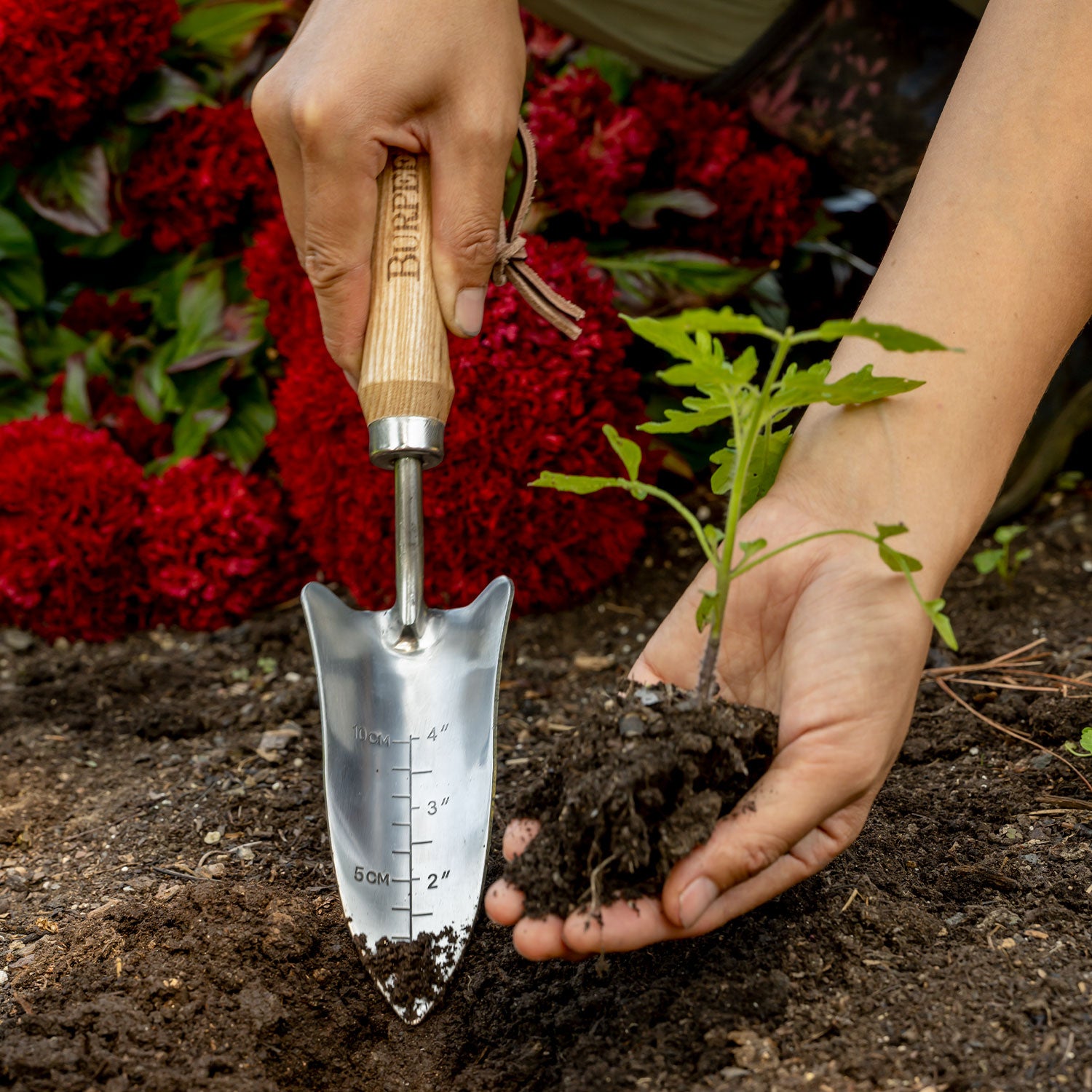 Burpee Stainless Steel Transplanter