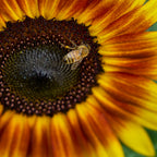 Tiger Eye Sunflower