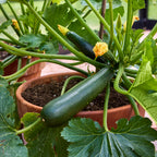 Sure Pick Summer Squash