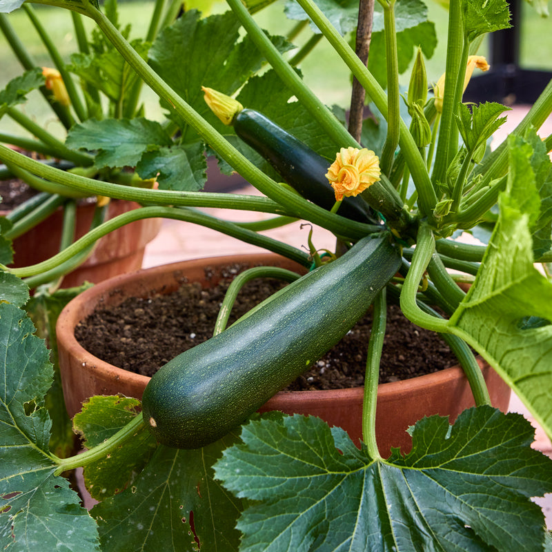 Sure Pick Summer Squash
