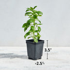 Monteverde Late Flowering Basil