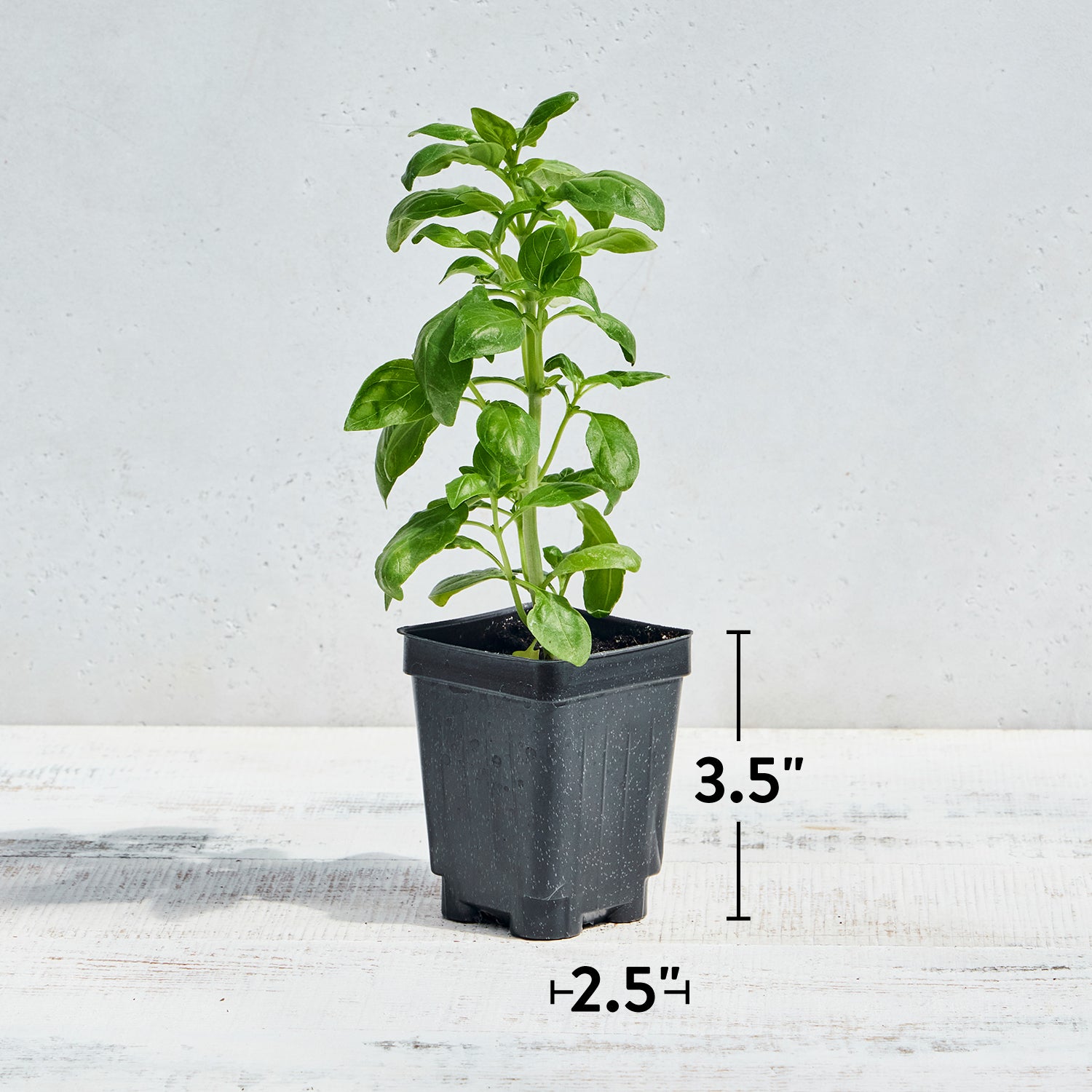 Monteverde Late Flowering Basil