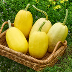 Vegetable Spaghetti Winter Squash