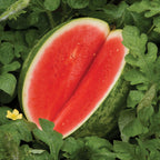 Red Ruby Watermelon