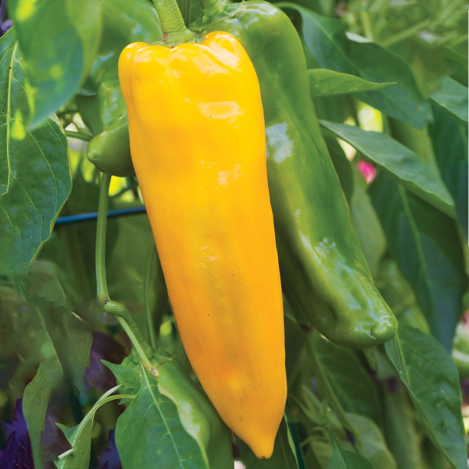 Big Daddy Sweet Pepper