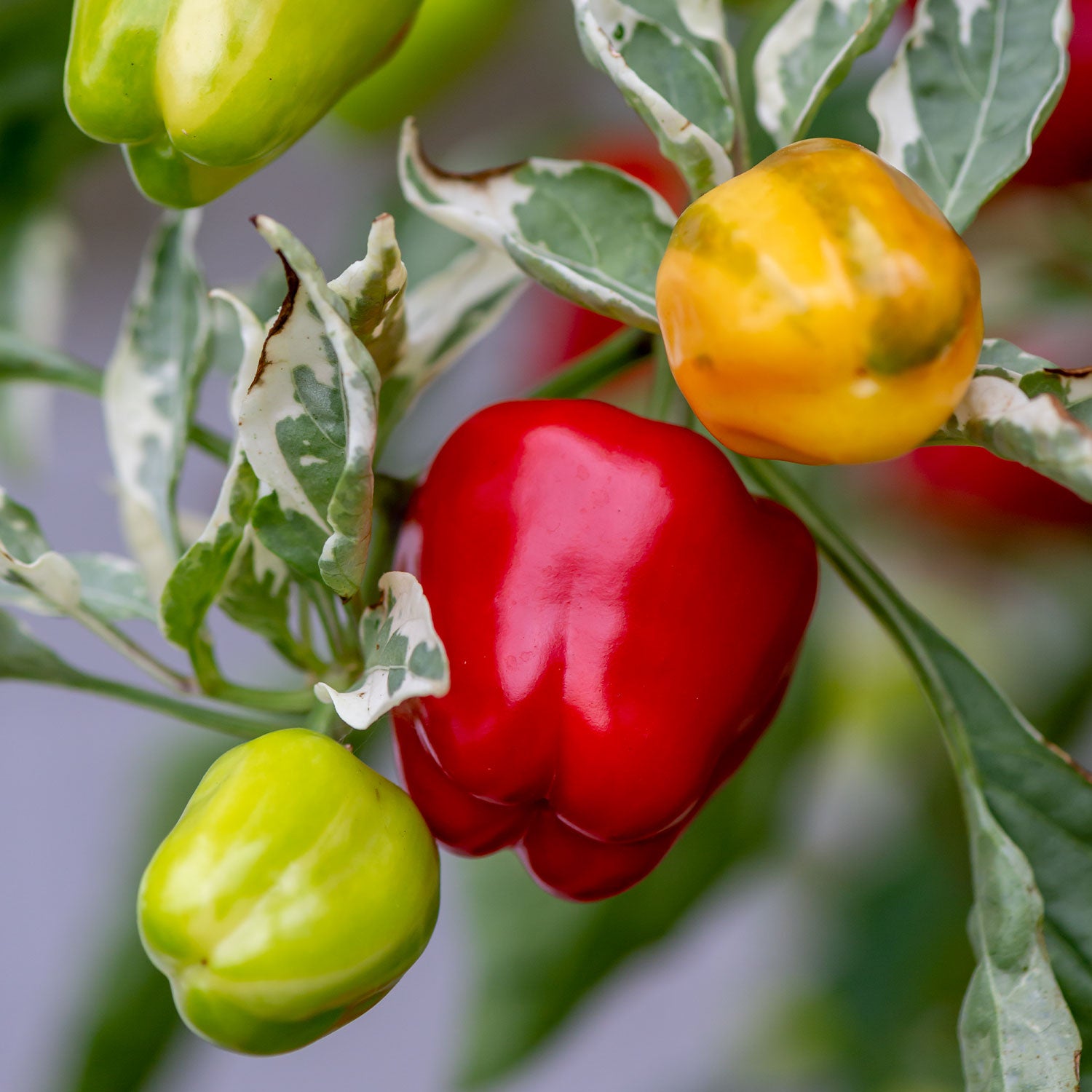 Confetti Sweet Pepper