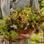 Red Salad Bowl Lettuce