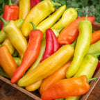 Hungarian Wax Hot Pepper