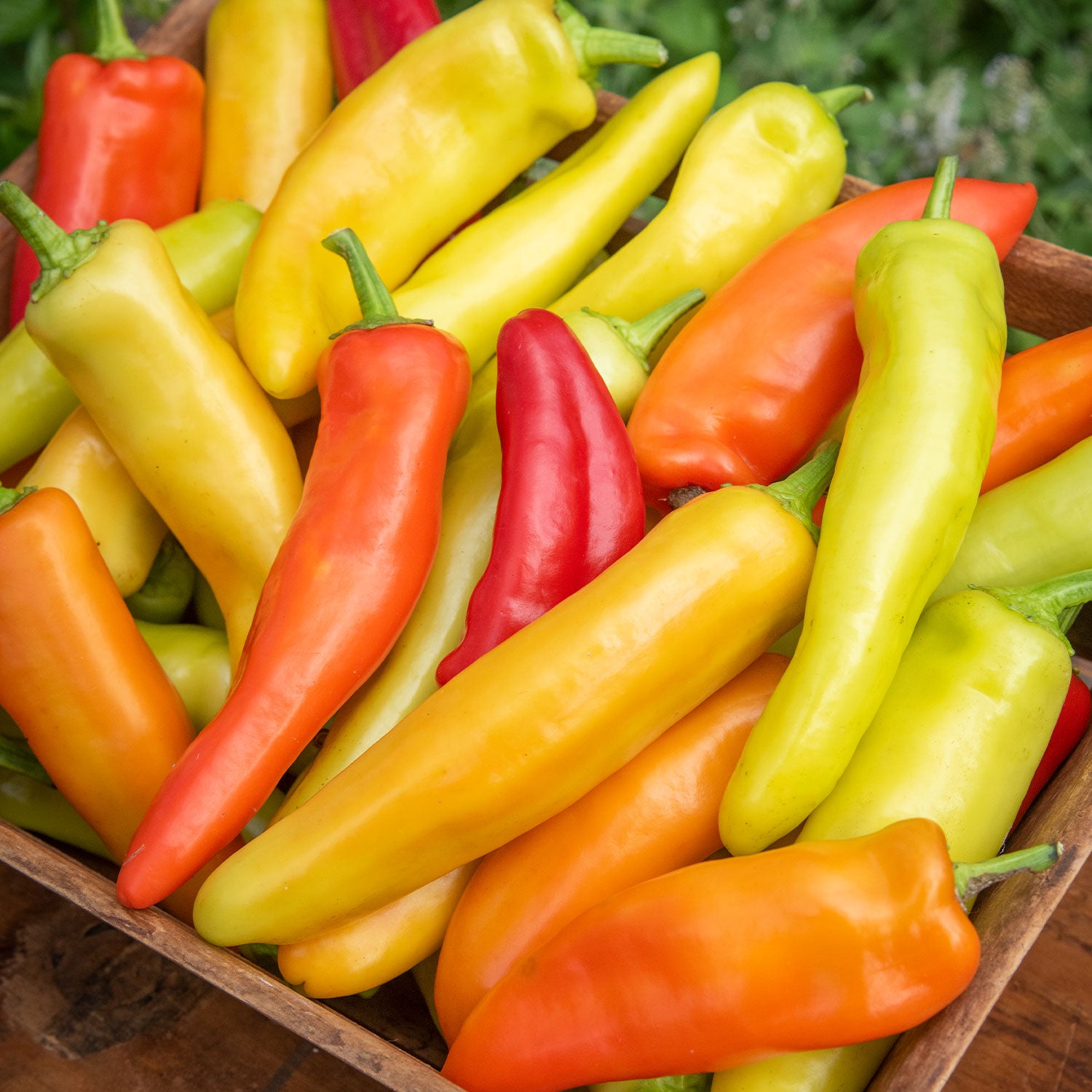 Hungarian Wax Hot Pepper