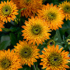 Solar Sisters™ Rudbeckia