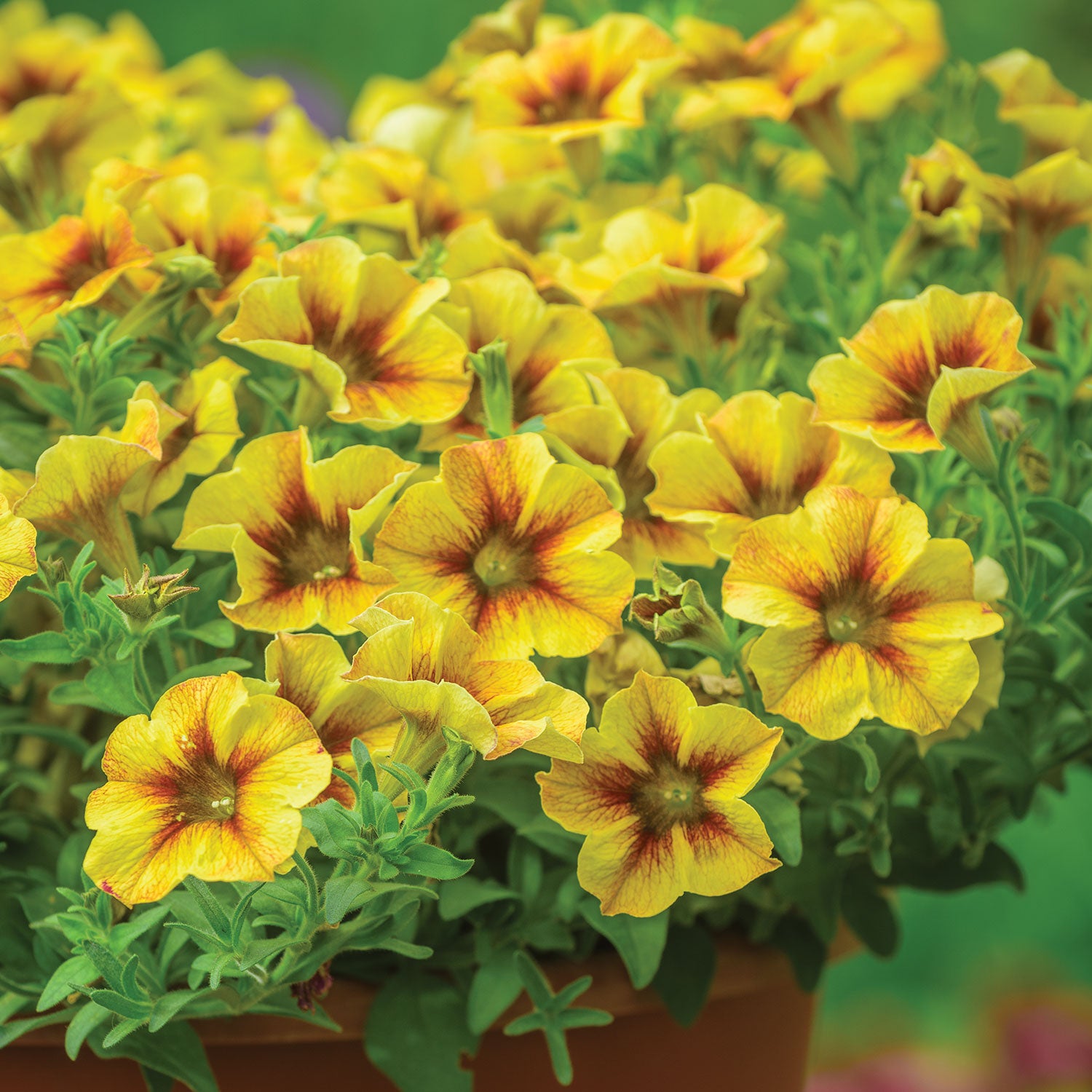 SuperCal® Premium Caramel Yellow Petunia