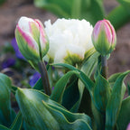 Ice Cream Tulip Bulbs