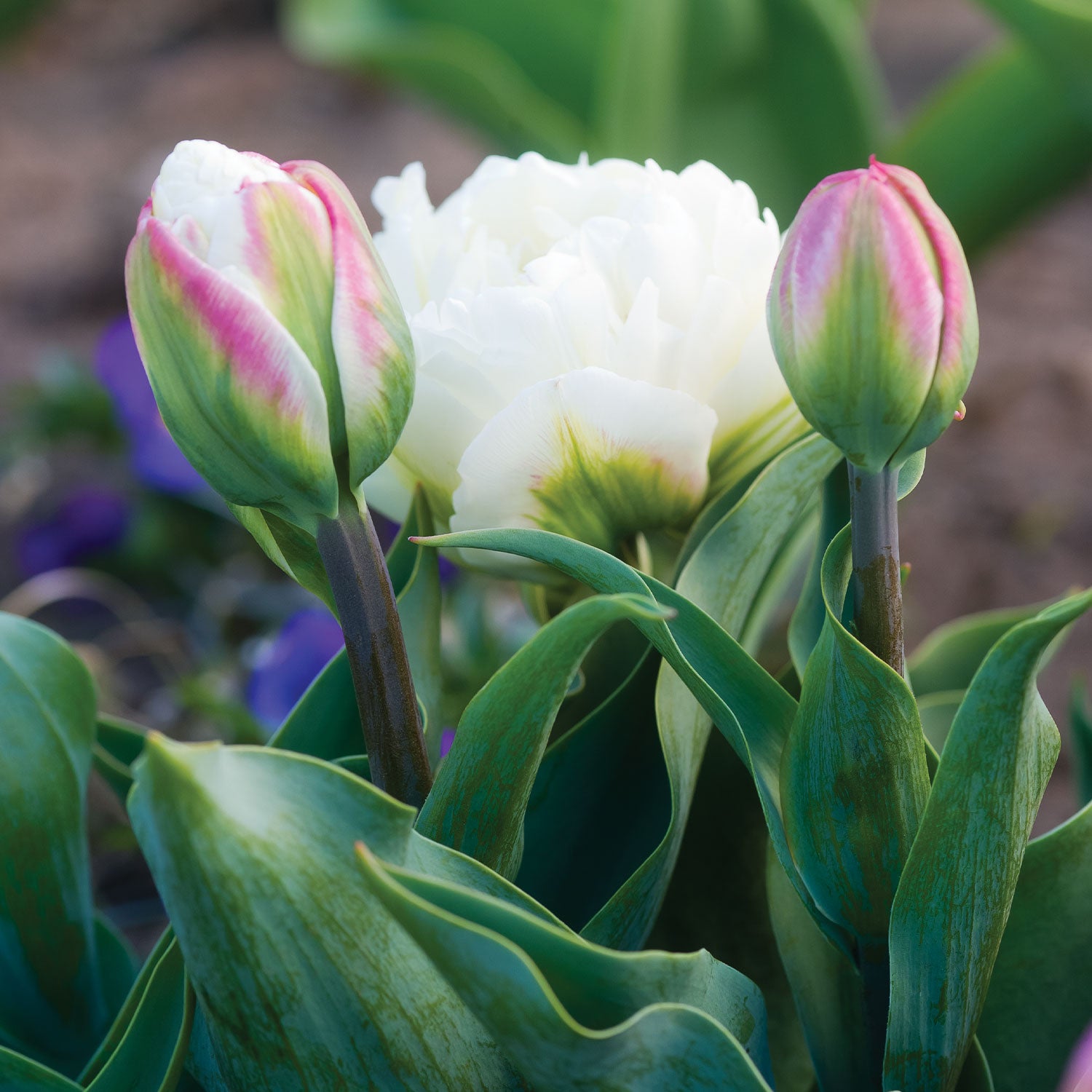 Ice Cream Tulip Bulbs