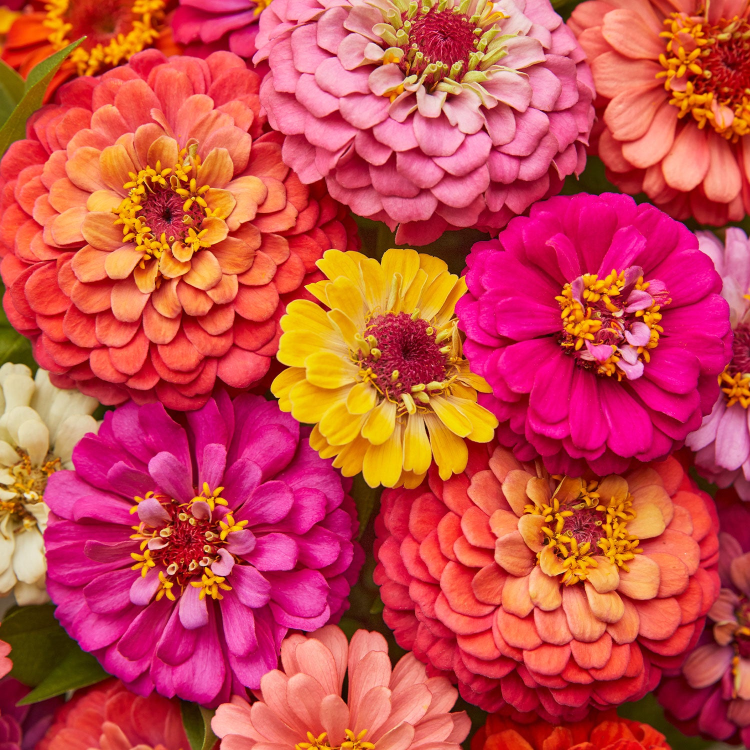 Cut & Come Again Mixed Colors Zinnia