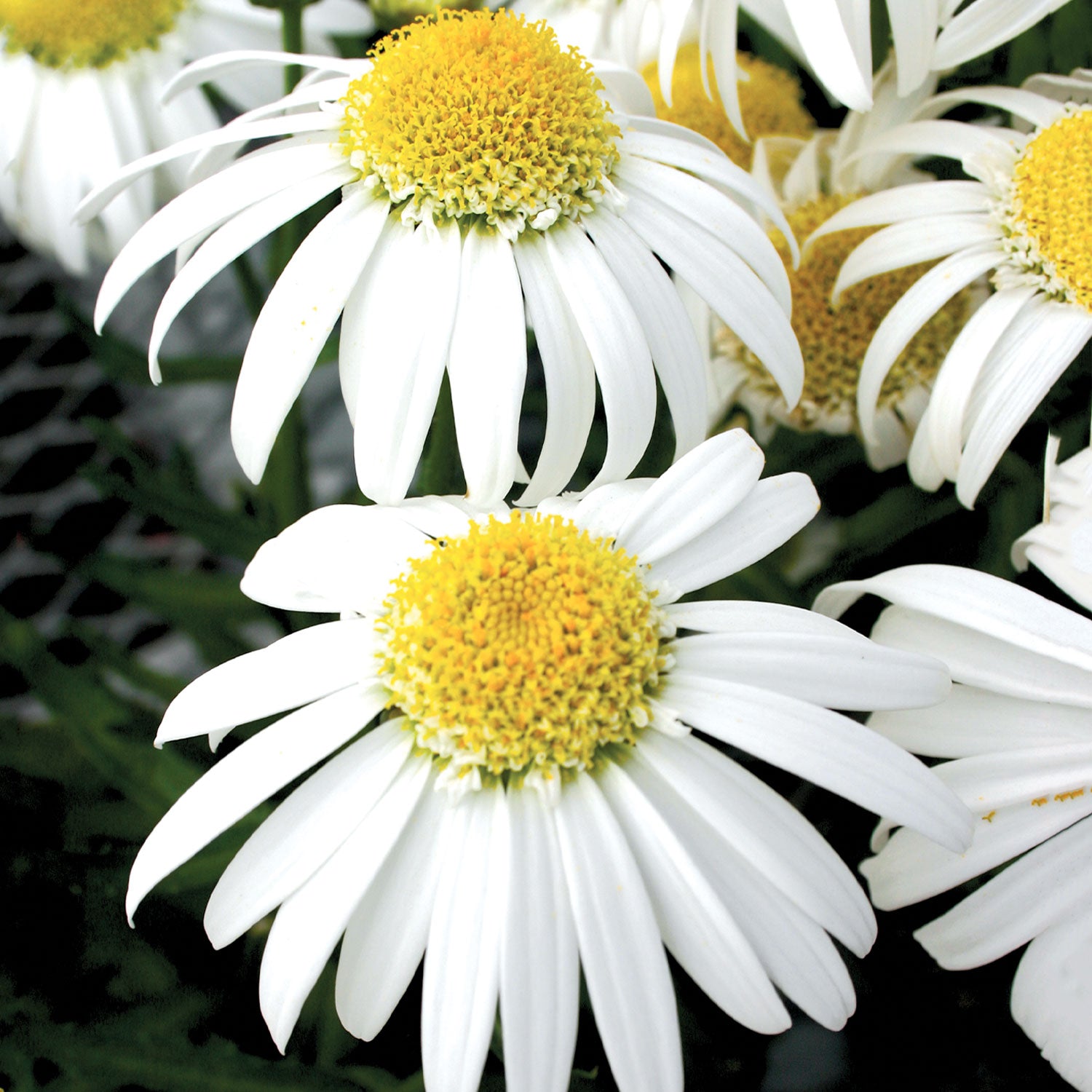 Alaska Shasta Daisy