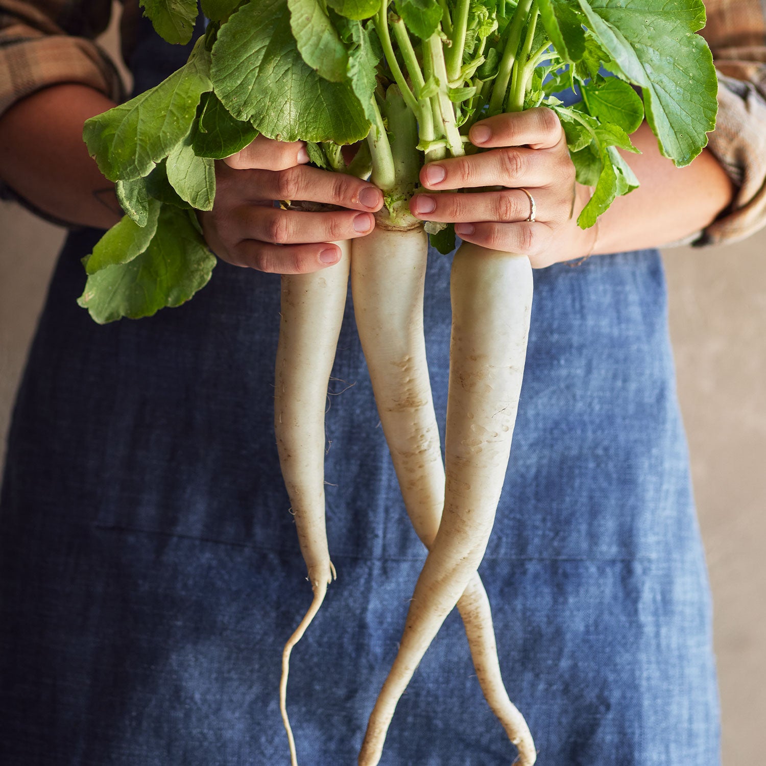 Daikon Long Radish