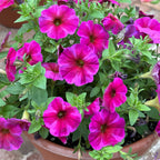 Supercal Premium Rose Star Petchoa