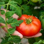 Quarter Century Tomato