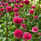 Blackberry Truffle Echinacea Bare Root