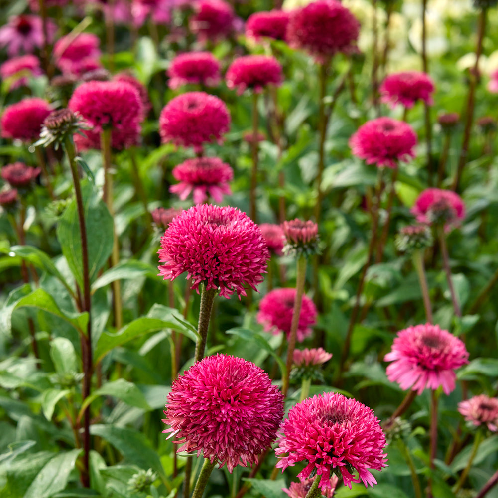 Blackberry Truffle Echinacea Bare Root