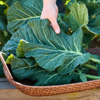 Top Chop Collard Greens