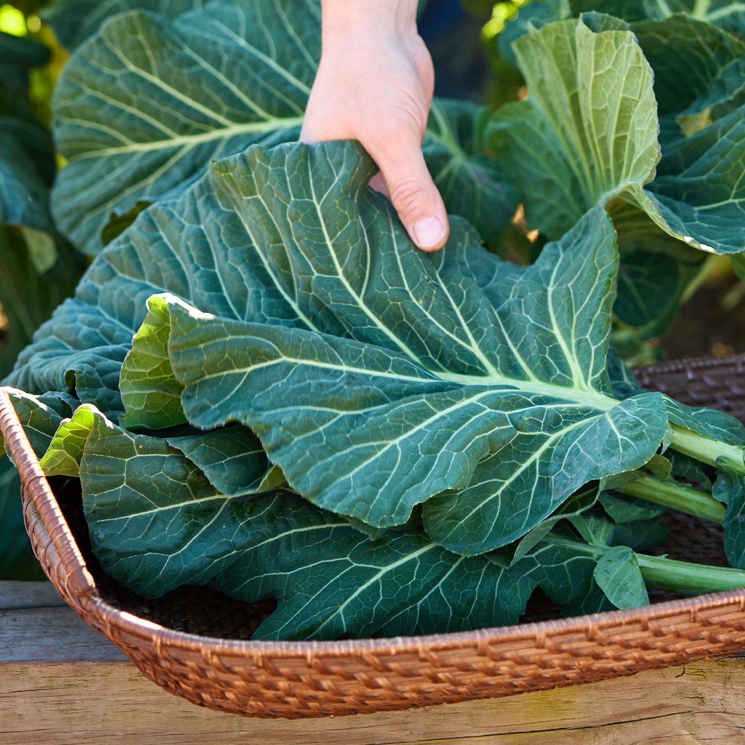 Top Chop Collard Greens