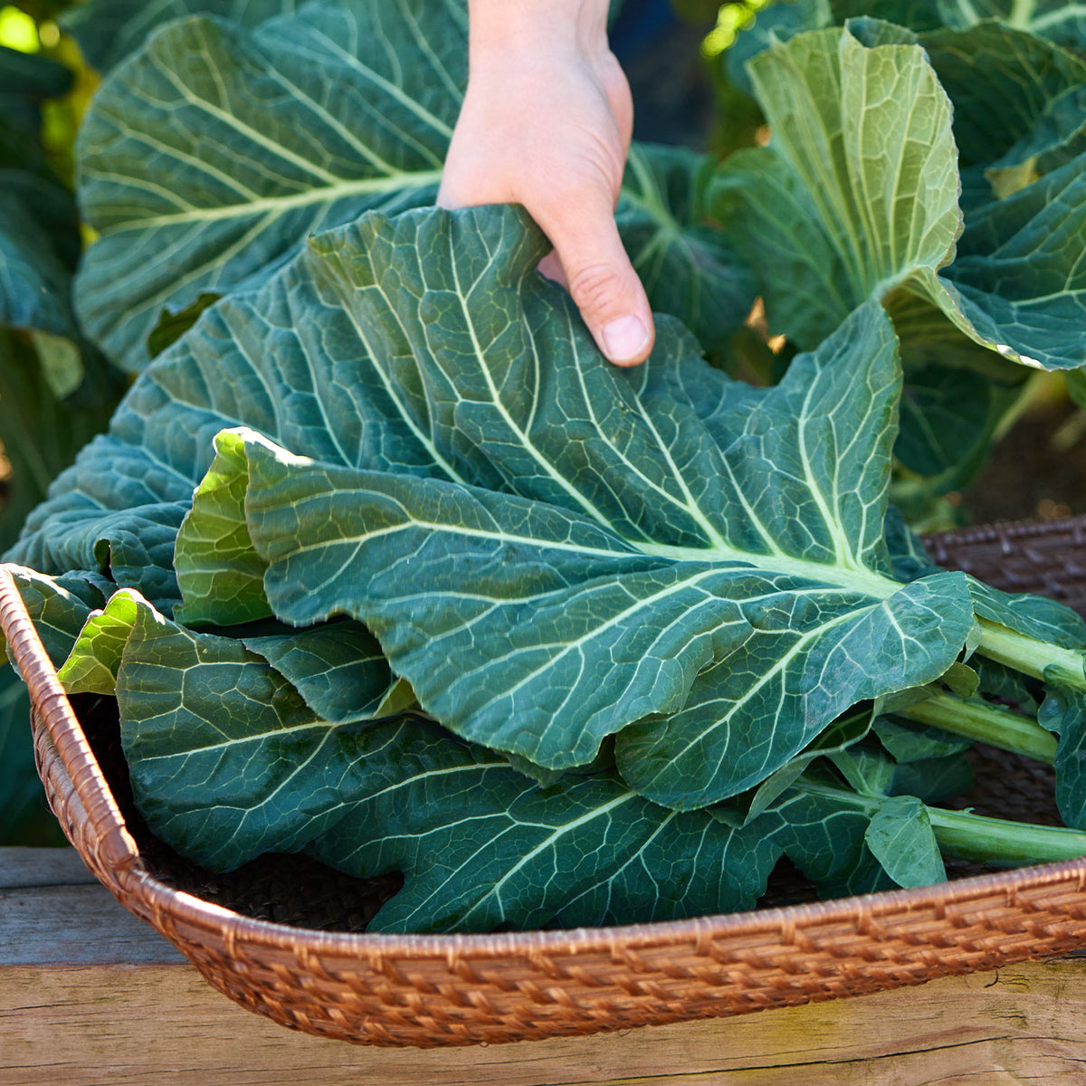 Top Chop Collard Greens