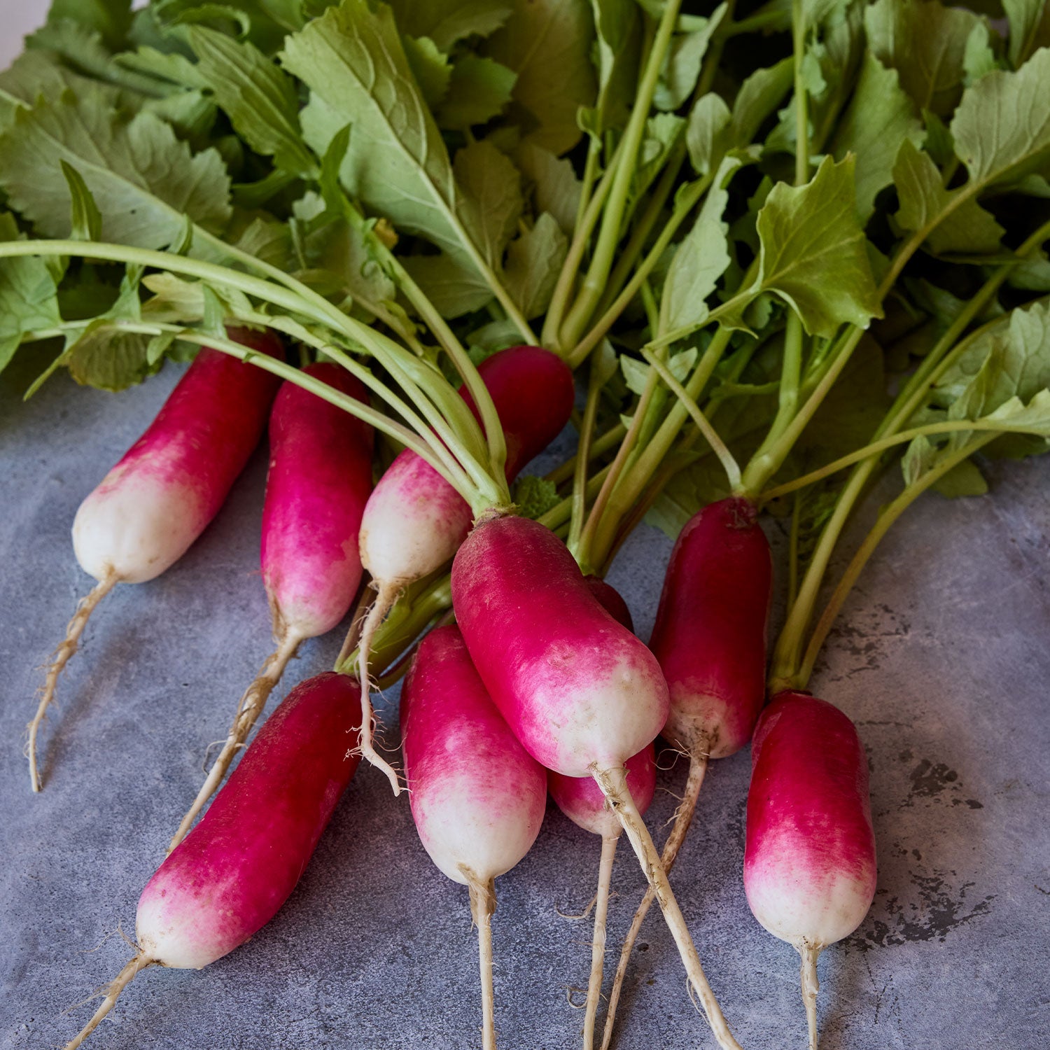 French Dressing Radish