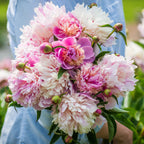 Sorbet Paeonia Bare Root