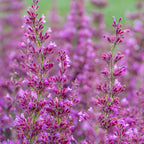 Royal Raspberry Agastache