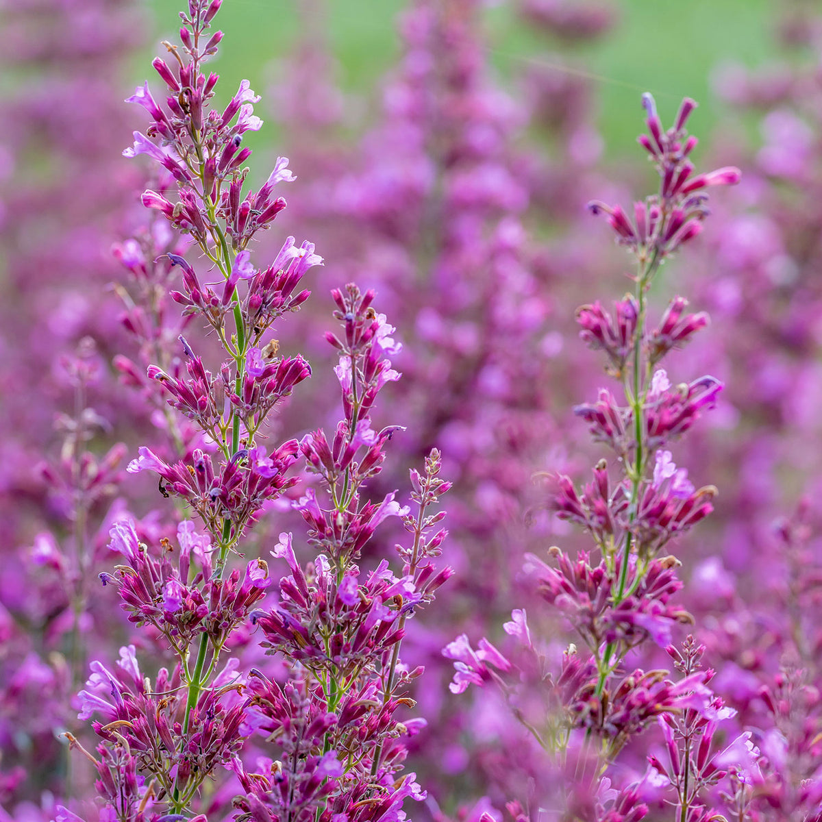 Royal Raspberry Agastache