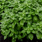 Monteverde Compact Basil