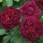 Munstead Wood Rose Bare Root