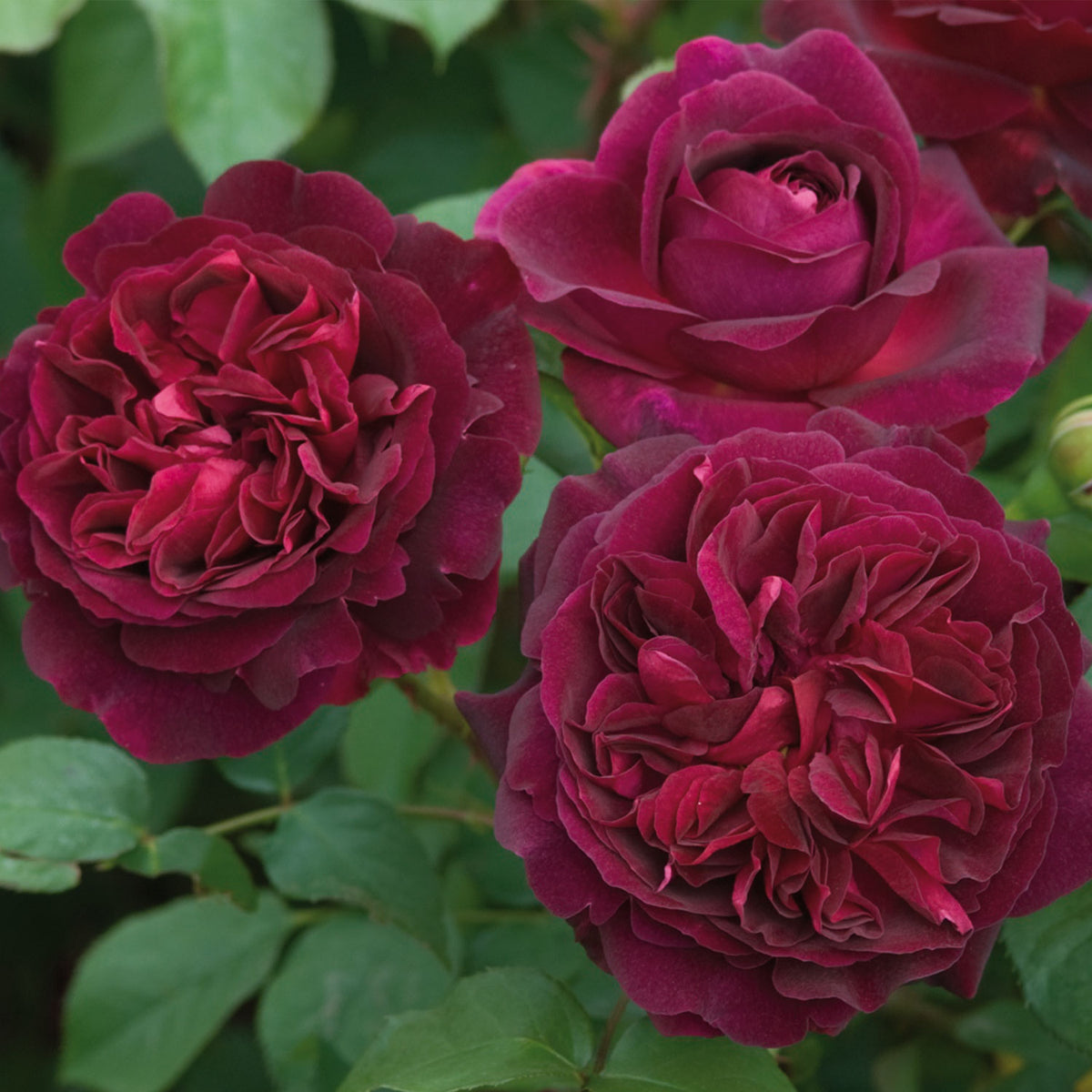 Munstead Wood Rose Bare Root