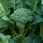 Waltham 29 Broccoli