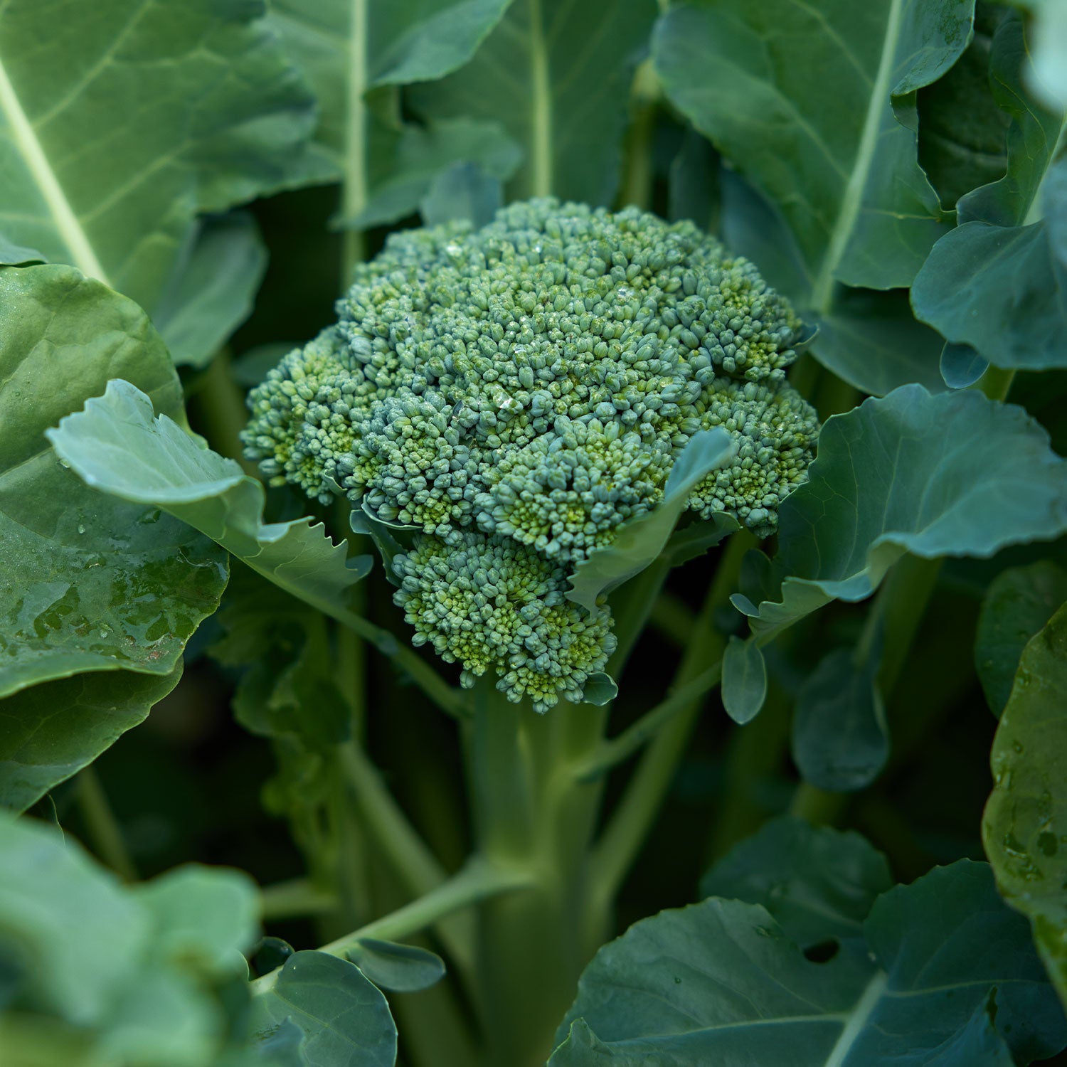 Waltham 29 Broccoli