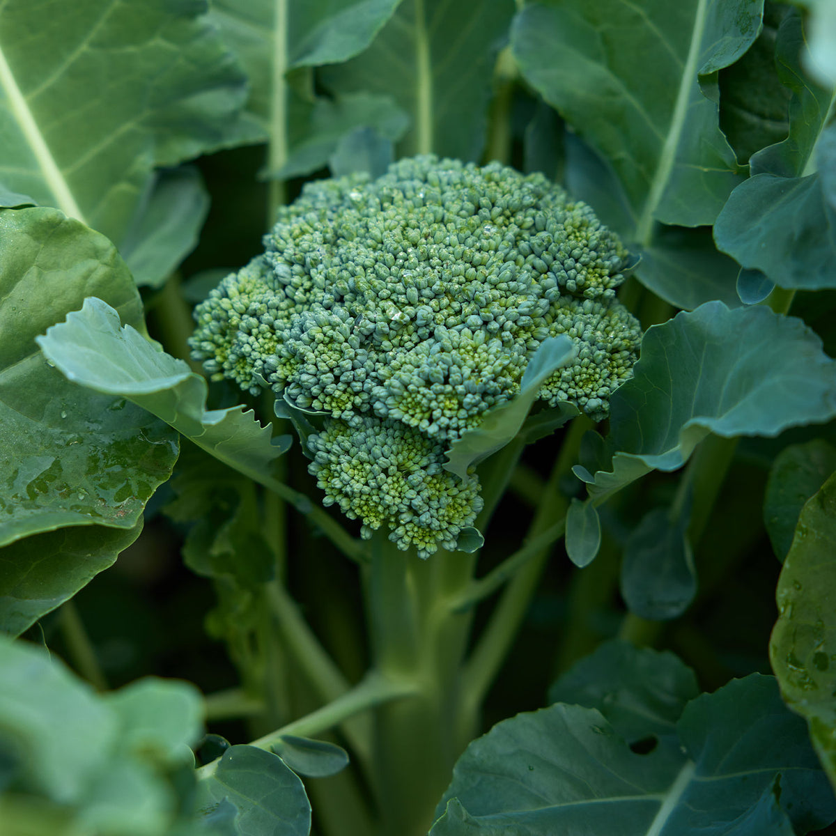 Waltham 29 Broccoli