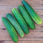 Straight Eight Cucumber