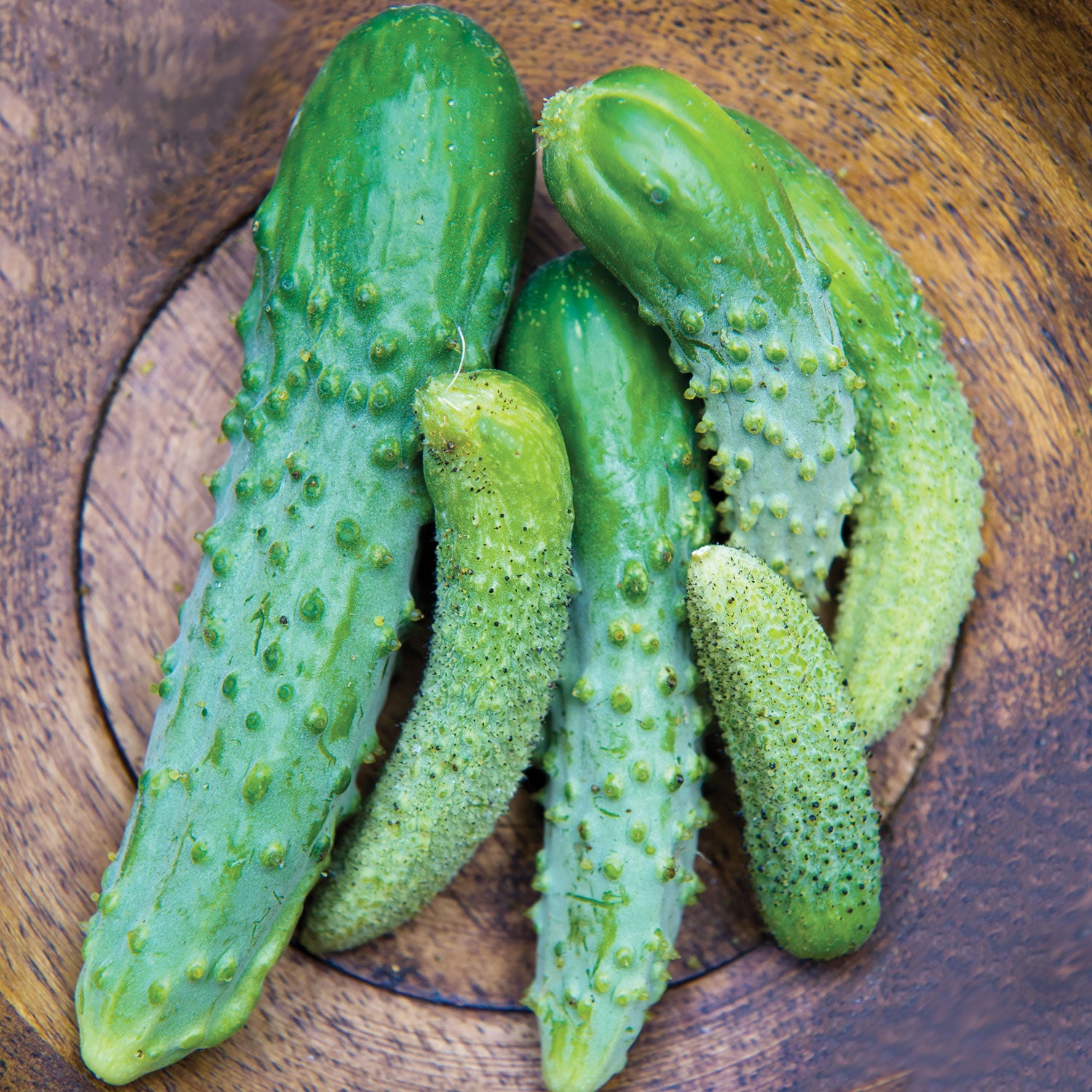 Parisian Cucumber