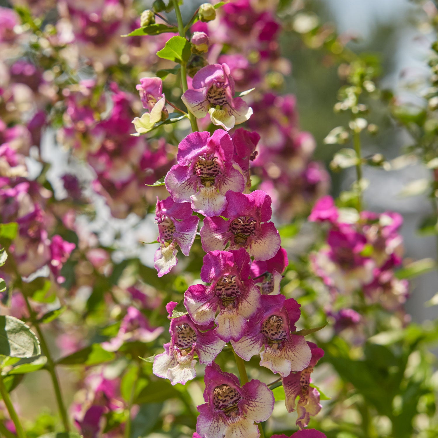 Archangel Raspberry Angelonia