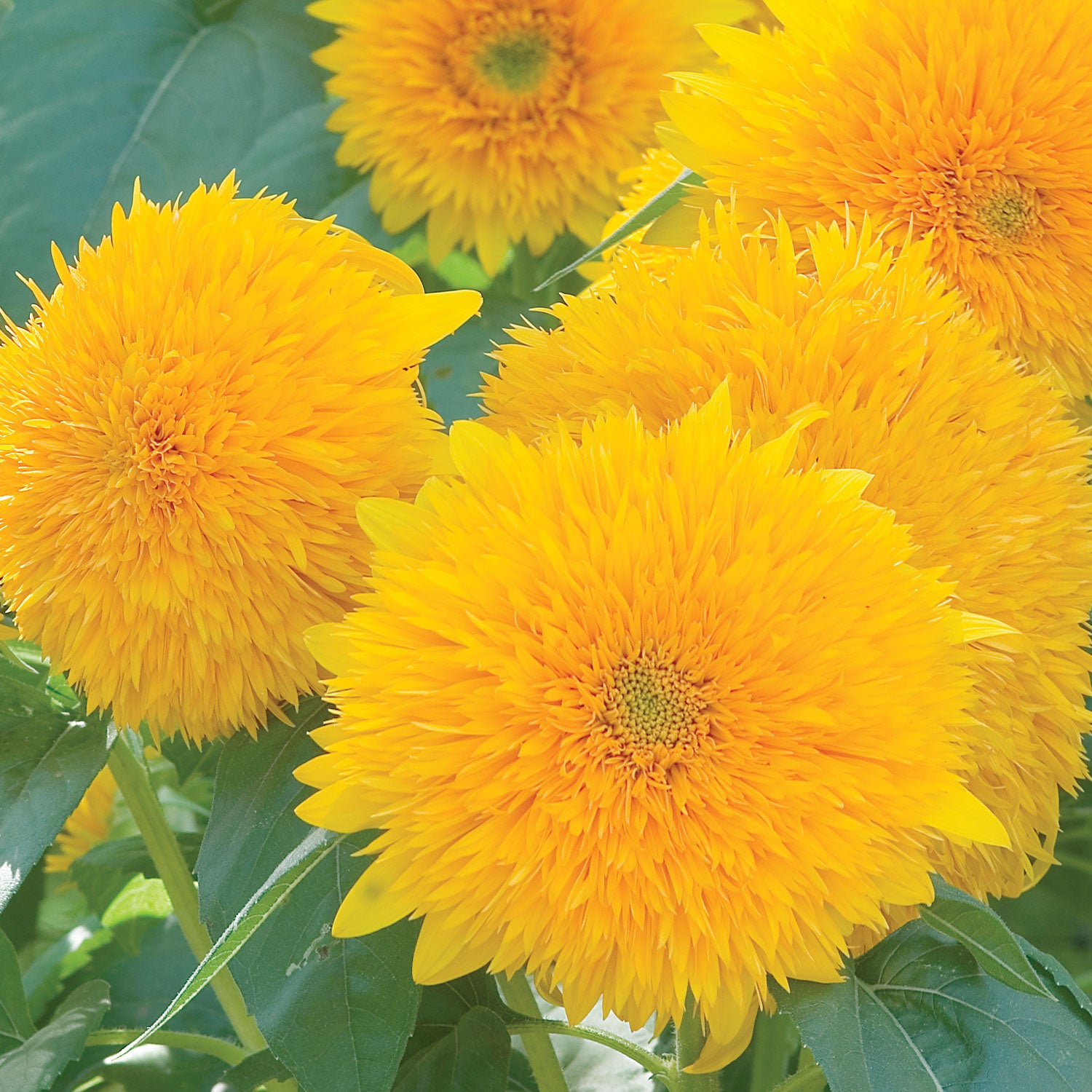 Teddy Bear Sunflower