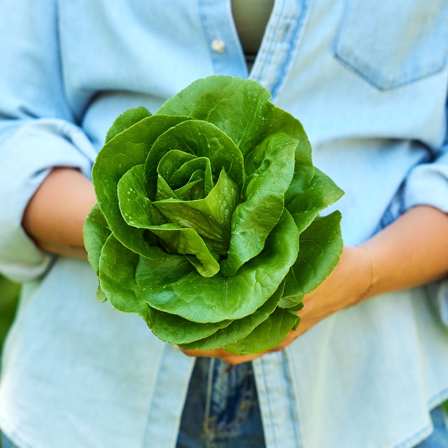 Little Gem Lettuce