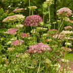Dara Flowering Carrot (Daucus Carota)