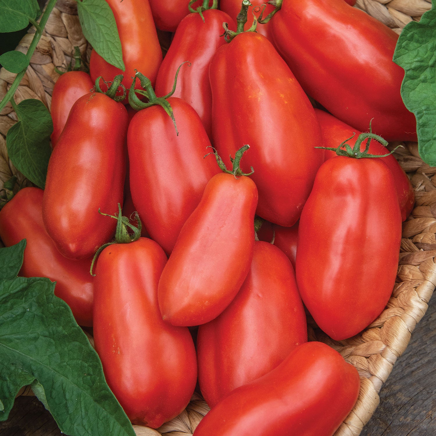 San Marzano Tomato