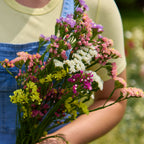 Mixed Bold Colors Statice