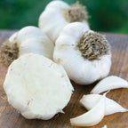 Italian Late Garlic Bulbs