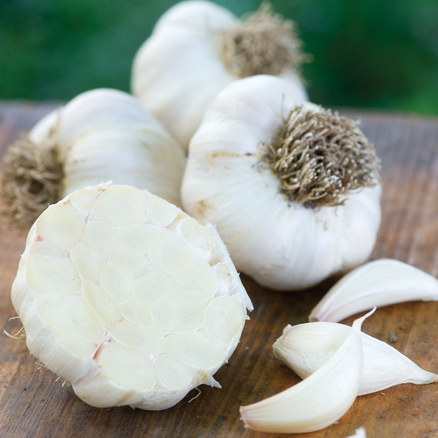 Italian Late Garlic Bulbs