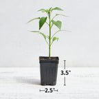 Big Guy Hot Jalapeno Pepper