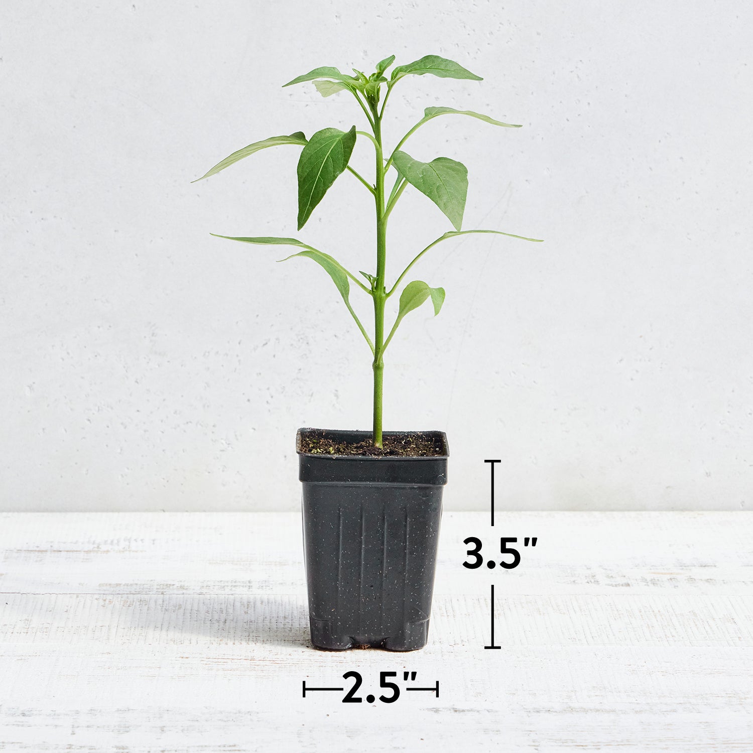 Big Guy Hot Jalapeno Pepper
